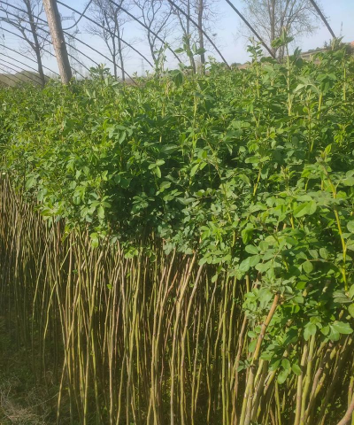 小众送妈妈的花有哪些花