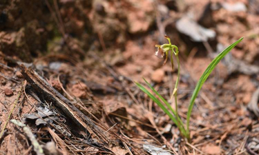 灭绝花有哪些种类的花