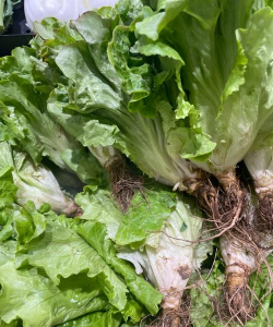 小众送妈妈的花有哪些花