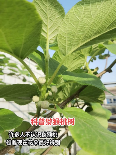 猕猴桃公树和母树的区别