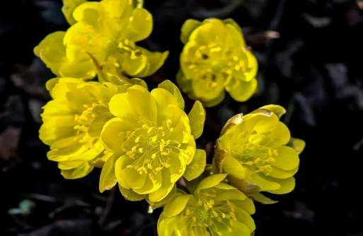 小众送妈妈的花有哪些花