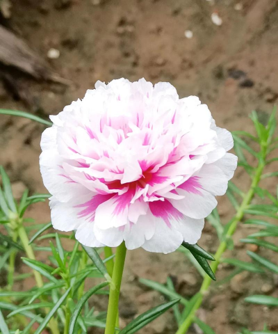 小众送妈妈的花有哪些花