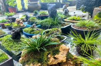 小众送妈妈的花有哪些花