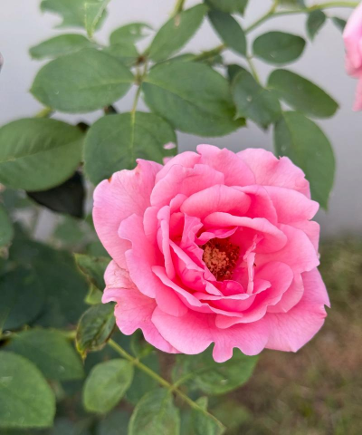 小众送妈妈的花有哪些花