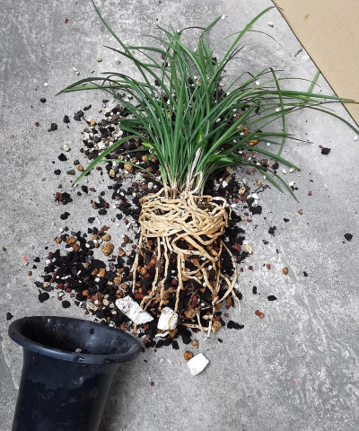 小众送妈妈的花有哪些花