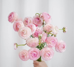 小众送妈妈的花有哪些花