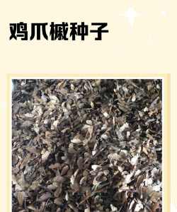 小众送妈妈的花有哪些花