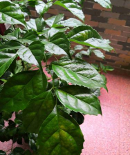 小众送妈妈的花有哪些花