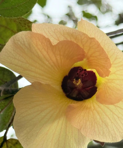 小众送妈妈的花有哪些花