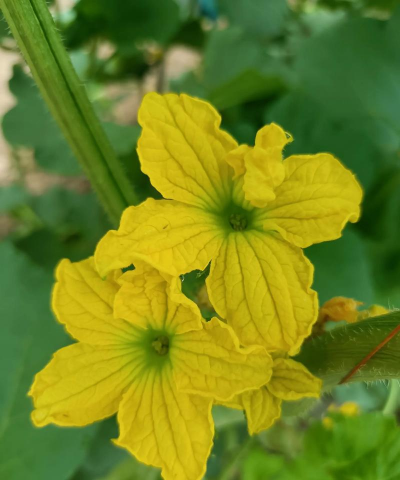 小众送妈妈的花有哪些花