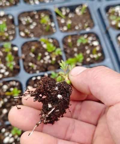 小众送妈妈的花有哪些花