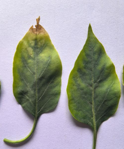 小众送妈妈的花有哪些花