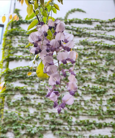 小众送妈妈的花有哪些花