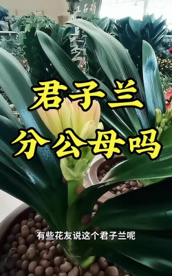 小众送妈妈的花有哪些花