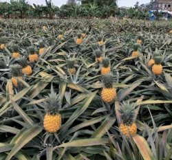 小众送妈妈的花有哪些花