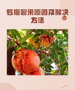 石榴的裂果防治方法