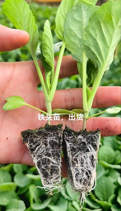 种植户甘蓝苗怎么种植