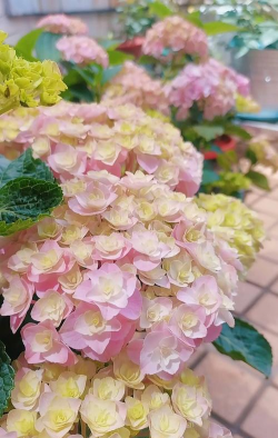 小众送妈妈的花有哪些花