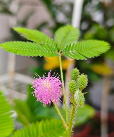 小众送妈妈的花有哪些花