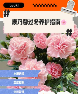 小众送妈妈的花有哪些花