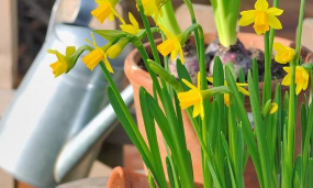 小众送妈妈的花有哪些花