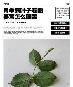 小众送妈妈的花有哪些花