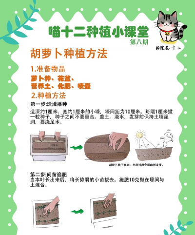 托盘种植萝卜怎么种植的