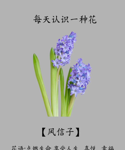 小众送妈妈的花有哪些花
