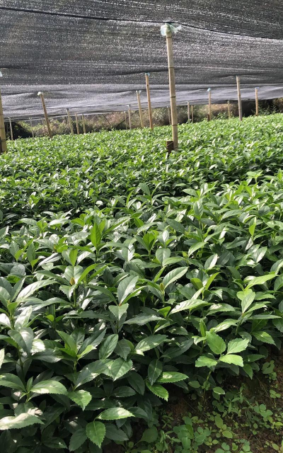 草珊瑚种植种苗怎么种植