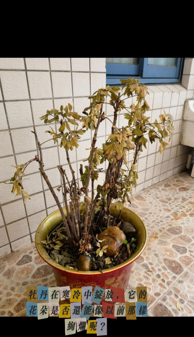 小众送妈妈的花有哪些花