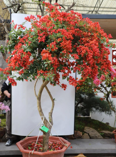 小众送妈妈的花有哪些花