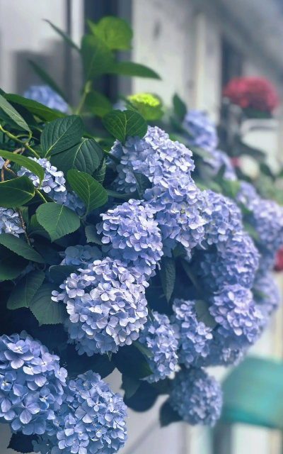 小众送妈妈的花有哪些花