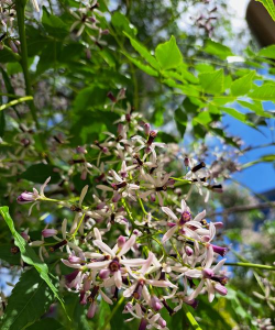小众送妈妈的花有哪些花