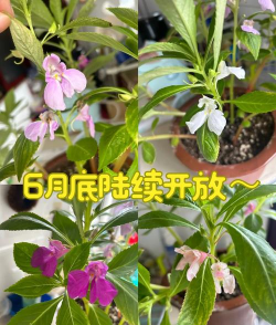 小众送妈妈的花有哪些花