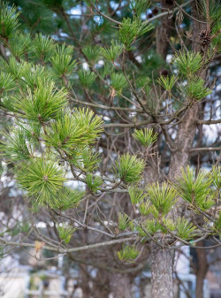 小众送妈妈的花有哪些花