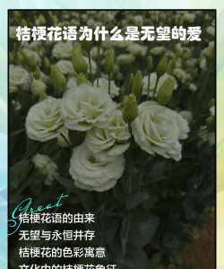 小众送妈妈的花有哪些花
