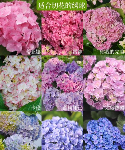 小众送妈妈的花有哪些花