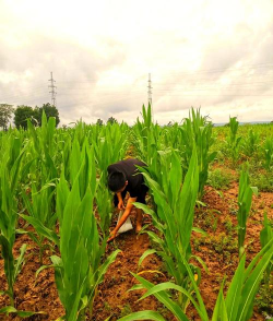 小众送妈妈的花有哪些花