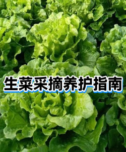 生菜怎么采摘