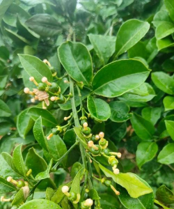 小众送妈妈的花有哪些花