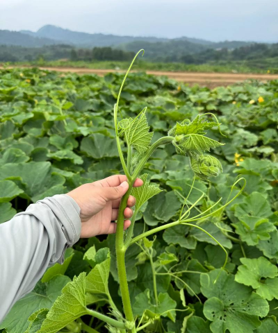小众送妈妈的花有哪些花
