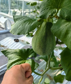 小众送妈妈的花有哪些花