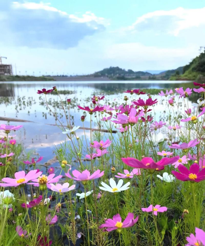 小众送妈妈的花有哪些花
