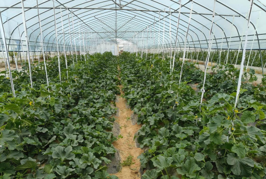 小众送妈妈的花有哪些花