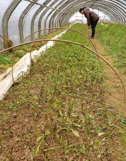 小众送妈妈的花有哪些花