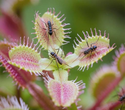 小众送妈妈的花有哪些花