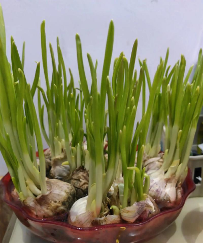 小众送妈妈的花有哪些花