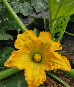 小众送妈妈的花有哪些花