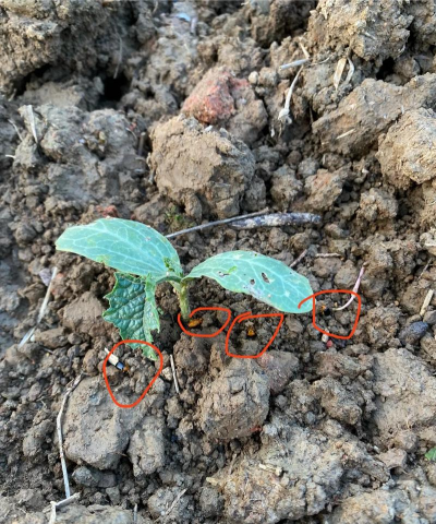 小众送妈妈的花有哪些花