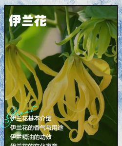 小众送妈妈的花有哪些花